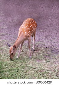 White-tailed Deer, Looks Like Bambi, Sitting And Eating Grass