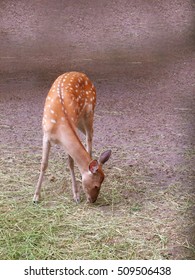 White-tailed Deer, Looks Like Bambi, Sitting And Eating Grass