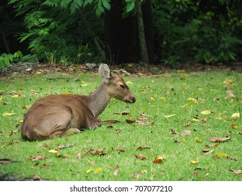 White-tailed Deer, Looks Like Bambi, Sitting