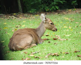 White-tailed Deer, Looks Like Bambi, Sitting