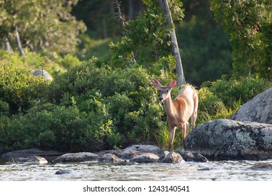 White-tailed deer in Maine pond