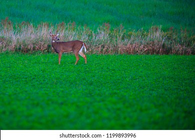 White-tailed deer (odocoileus virginianus) 8 point standing in a bean field