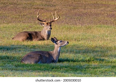 White-tailed Deer (Odocoileus Virginianus) Breeding Pair Resting