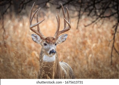 White-tailed Deer (Odocoileus Virginianus), Buck, In A Winter Forest In Oklahoma City