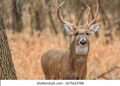 A White-tailed deer (Odocoileus virginianus) buck in the forest at Martin Nature Park in Oklahoma City