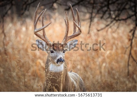 White-tailed Deer (Odocoileus virginianus), buck, in a winter forest in Oklahoma City