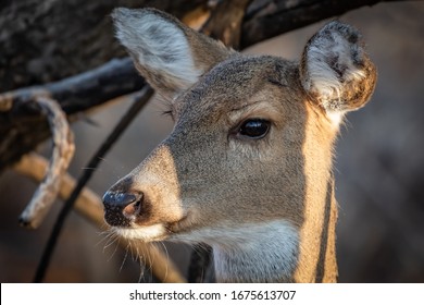 White-tailed Deer (Odocoileus Virginianus), Doe, In A Winter Forest In Oklahoma City