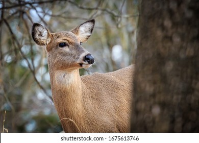 White-tailed Deer (Odocoileus Virginianus), Doe, In A Winter Forest In Oklahoma City