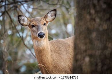 White-tailed Deer (Odocoileus Virginianus), Doe, In A Winter Forest In Oklahoma City