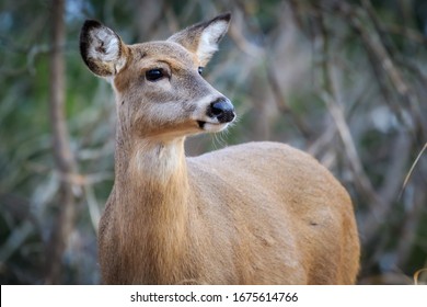 White-tailed Deer (Odocoileus Virginianus), Doe, In A Winter Forest In Oklahoma City