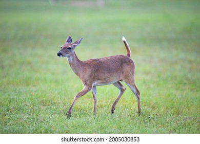 133 Prancing deer Stock Photos, Images & Photography | Shutterstock