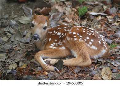 White-tailed Deer (Odocoileus virginianus) Fawn just a little over an hour old