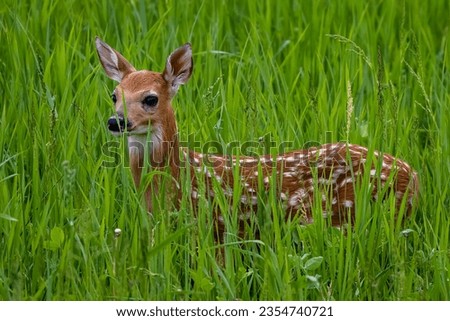 White-tailed deer (Odocoileus virginianus) fawn with spots standing in a field with tall grass during spring. 