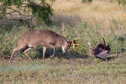 White-tailed Deer (Odocoileus Virginianus) Fighting Wild Turkey (Meleagris Gallopavo)