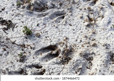 White-tailed deer (Odocoileus virginianus), also known as the whitetail or Virginia deer tracks in the white sand of a Florida beach.