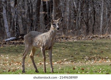 2,384 Virginia deer Images, Stock Photos & Vectors | Shutterstock