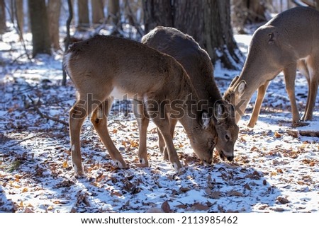 The white-tailed deer (Odocoileus virginianus), also known as the whitetail or Virginia deer in the snowy forest