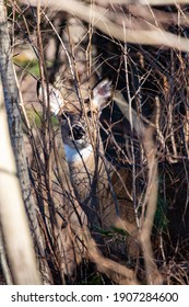 White-tailed deer (odocoileus virginianus) looking through the Wisconsin thick brush, vertical