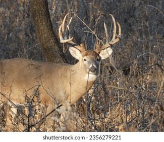 White-tailed Deer (Odocoileus virginianus) Male Buck with Antlers - Powered by Shutterstock