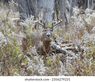 White-tailed Deer (Odocoileus virginianus) Male Buck with Antlers - Powered by Shutterstock