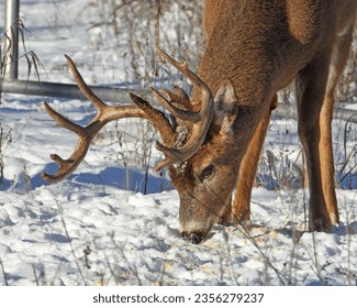 White-tailed Deer (Odocoileus virginianus) Male Buck with Antlers - Powered by Shutterstock