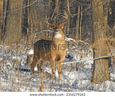 White-tailed Deer (Odocoileus virginianus) Male Buck with Antlers