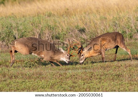 White-tailed Deer (Odocoileus virginianus) males fighting