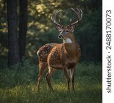 The White-tailed Deer (Odocoileus virginianus) is a medium-sized deer native to North America, easily recognizable by the characteristic white underside of its tail, which it raises