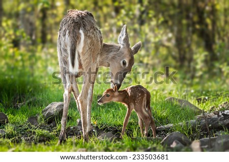 White-Tailed Deer (Odocoileus virginianus) Sniffs Behind Fawn's Ears - captive animals