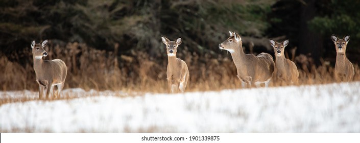 White-tailed deer (Odocoileus virginianus) very alert in a Wisconsin snow covered field in January, panorama