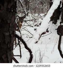 White-tailed Deer of Ojibway Prairie in Winter