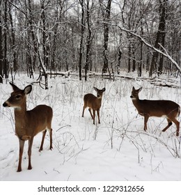 White-tailed Deer of Ojibway Prairie in Winter