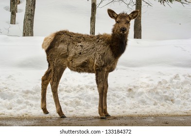 White-tailed Deer On The Road, Over Snowy Background