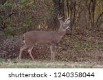 A white-tailed deer right-point buck runs along the edge of the woods in Missouri near the Mississippi River