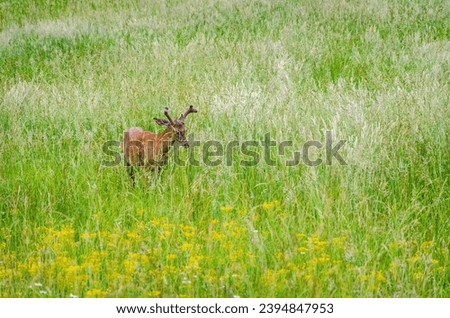 White-tailed deer at the Smoky Mountain National Park, North Carolina