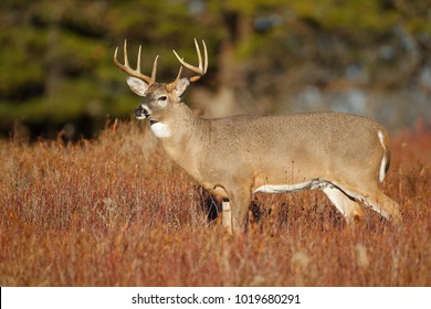 A white-tailed deer standing in a meadow