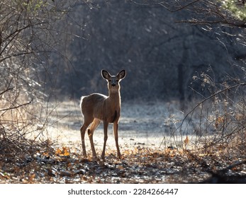 White-tailed deer standing on a woodland path, backlit and outlined by bright morning light - Shutterstock ID 2284266447