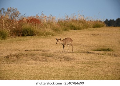 A white-tailed deer stands in a lush green field surrounded by a variety of foliage - Powered by Shutterstock