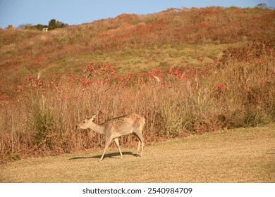 A white-tailed deer stands in a lush green field surrounded by a variety of foliage - Powered by Shutterstock