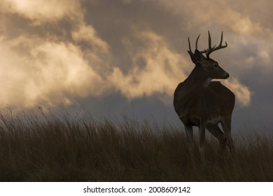 White-tailed deer, stormy silhouette USA