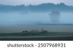 A white-tailed deer wandering in the foggy field before sunrise