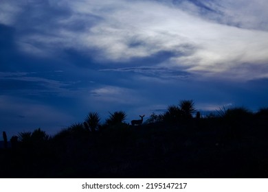  White-tailed Deer In West Texas Night Sky