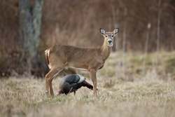 A White-tailed Deer And A Wild Turkey In A Meadow