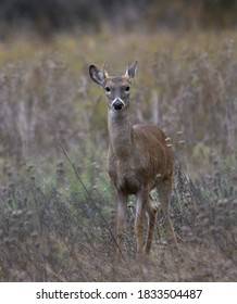 White-tailed Deer (young male) standing in tall grass