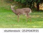 White-tailed doe deer feeding on an urban lawn in fall in Wisconsin