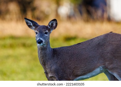 White-tailed doe (Odocoileus virginianus) alert and looking for danger during autumn. Selective focus, background blur and foreground blur.

