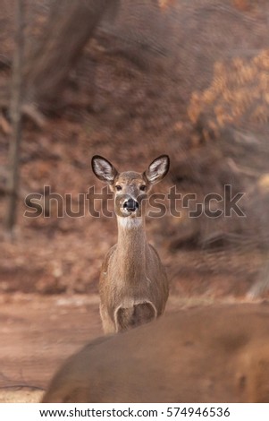 A White-tailed doe stands watch at the edge of the woods.