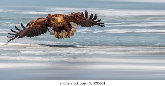 White-tailed Eagle