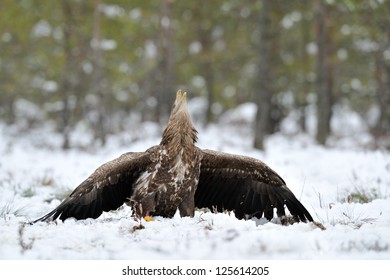 White-tailed eagle calling in a forest in winter