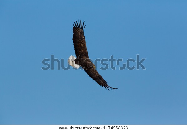 Whitetailed Eagle Coming Crane Throat Feeding Stock Photo 1174556323 ...